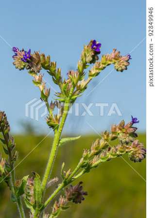 Anchusa officinalis, commonly known as the common bugloss or alkanet with green background Anchusa officinalis, commonly known as the common bugloss or alkanet with green background 92849946