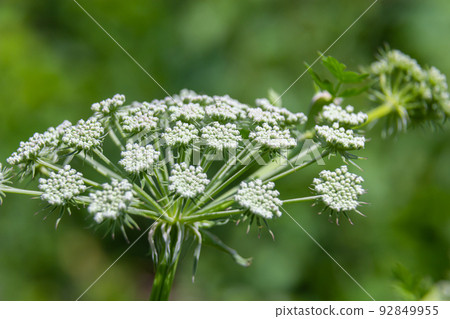 Flowering black cumin, Bunium bulbocastanum in the natural environment on a green background 92849955