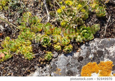 Sempervivum tectorum, common Houseleek. Perennial plant growing in flower pot. Sempervivum in nature. Liveforever plant, succulent Sempervivum tectorum, common Houseleek. Perennial plant growing in flower pot. Sempervivum in nature. Liveforever plant, succulent 92849970