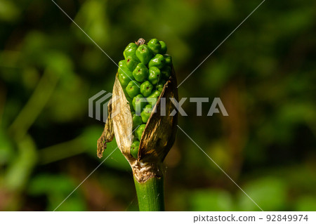 Arum maculatum with red berries also called Cuckoo Pint or Lords and Ladies, poisonous woodland plant against a dark green background, copy space, close-up shot, selected focus, narrow depth of field Arum maculatum with red berries also called Cuckoo Pint or Lords and Ladies, poisonous woodland plant against a dark green background, copy space, close-up shot, selected focus, narrow depth of field 92849974