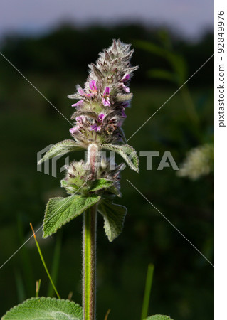 Pink flowers of Downy woundwort. Stachys germanica ssp. Germanica 92849976