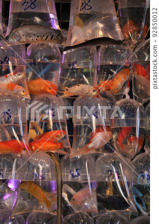 Goldfish sold in plastic bags and sold at Hong Kong Street Goldfish sold in plastic bags and sold at Hong Kong Street 92850012