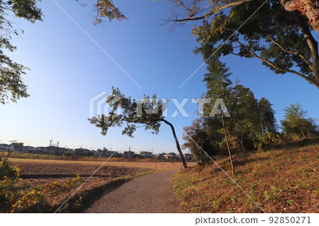 秋天的埼玉縣蓮田市國定史蹟黑濱貝塚 秋天的埼玉縣蓮田市國定史蹟黑濱貝塚 92850271
