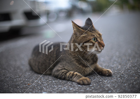 Monochrome photo of a tabby cat in a parking lot Monochrome photo of a tabby cat in a parking lot 92850377