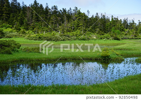 Hachimantai in summer is a field of flowers Kuroyachi Marsh 92850498
