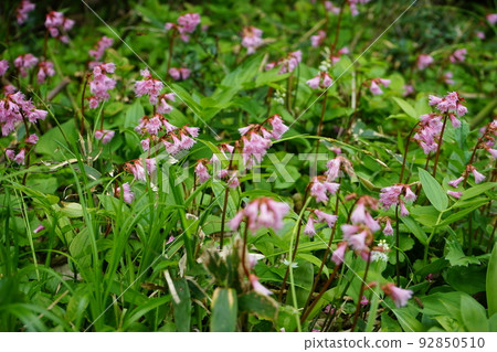 Hachimantai in summer is a field of flowers Kuroyachi Marsh 92850510
