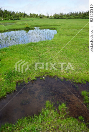 Hachimantai in summer is a field of flowers Kuroyachi Marsh Hachimantai in summer is a field of flowers Kuroyachi Marsh 92850519
