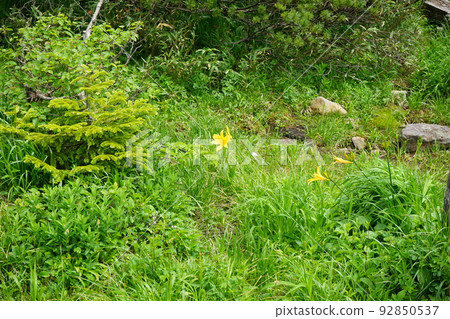 Hachimantai in summer is a field of flowers Kuroyachi Marsh Hachimantai in summer is a field of flowers Kuroyachi Marsh 92850537