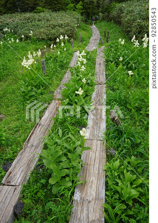 Hachimantai in summer is a field of flowers Kuroyachi Marsh Hachimantai in summer is a field of flowers Kuroyachi Marsh 92850543