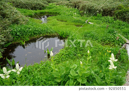 Hachimantai in summer is a field of flowers Kuroyachi Marsh Hachimantai in summer is a field of flowers Kuroyachi Marsh 92850551