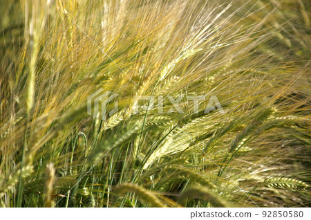 Beer barley field Beer barley field 92850580