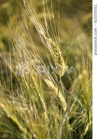 Beer barley Beer barley 92850581