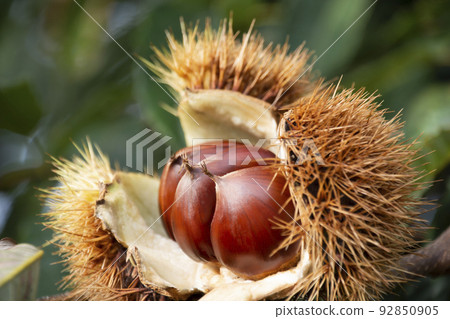 Autumn taste chestnut 92850905