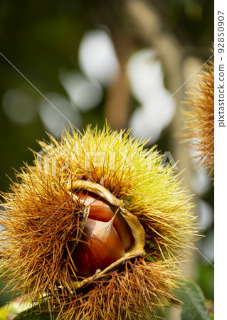 秋味栗子 92850907