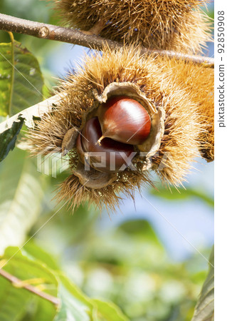 秋味栗子 秋味栗子 92850908