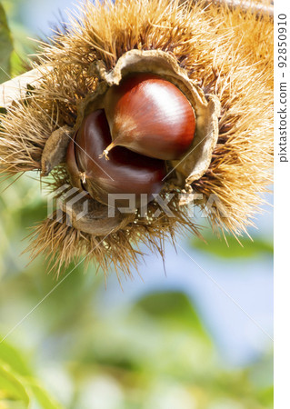 Autumn taste chestnut 92850910