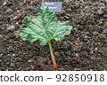 Growing rhubarb with a sign on which the name of the plant is written 92850918
