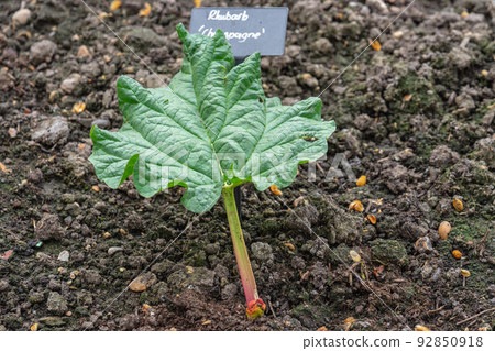 Growing rhubarb with a sign on which the name of the plant is written 92850918