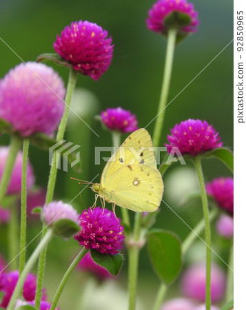 Red butterfly sucking nectar from Sennichikureni 92850965