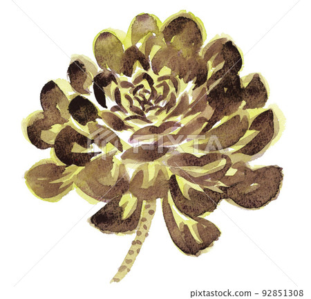 illustration, succulent plant, watercolour 92851308
