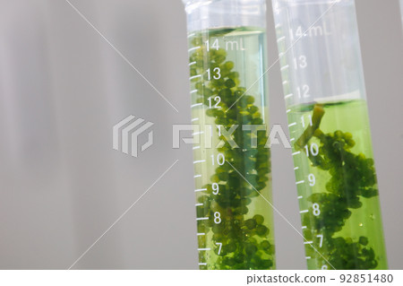 research and Biotech science Scientists are developing research on algae. Bio-energy, biofuel, energy research 92851480