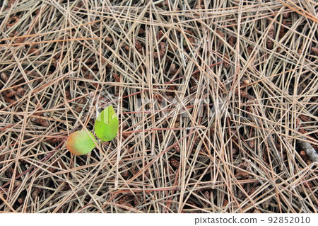 sprouting leaves among fallen leaves sprouting leaves among fallen leaves 92852010