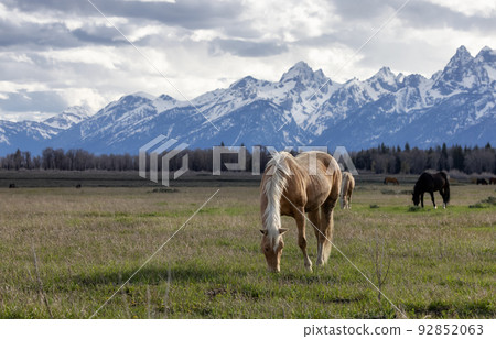 Wild Horse on a green grass field with American Mountain Landscape in Background. 92852063
