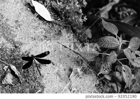 Tachikue Gorge Haguro Dragonfly Shimane Tachikue Gorge Haguro Dragonfly Shimane 92852190