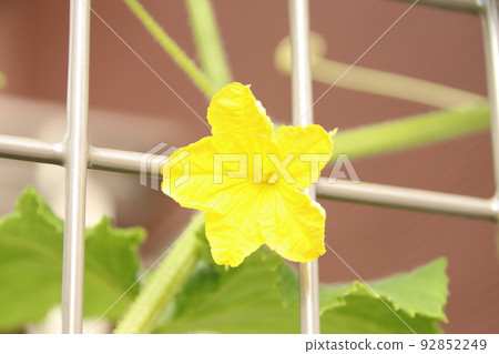 cucumber  92852249