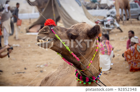 Camels at the Pushkar Fair, also called the Pushkar Camel Fair or locally as Kartik Mela is an annual multi-day livestock fair and cultural held in the town of Pushkar Rajasthan, India. 92852348