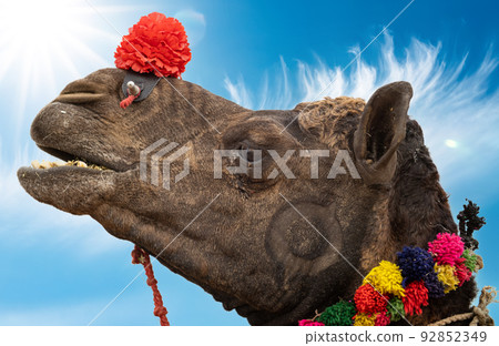 Camels at the Pushkar Fair, also called the Pushkar Camel Fair or locally as Kartik Mela is an annual multi-day livestock fair and cultural held in the town of Pushkar Rajasthan, India. 92852349