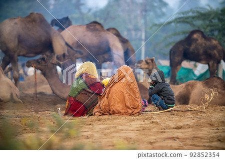 Camels at the Pushkar Fair, also called the Pushkar Camel Fair or locally as Kartik Mela is an annual multi-day livestock fair and cultural held in the town of Pushkar Rajasthan, India. 92852354