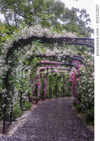 Rose-scented tunnel Rose-scented tunnel 92852807