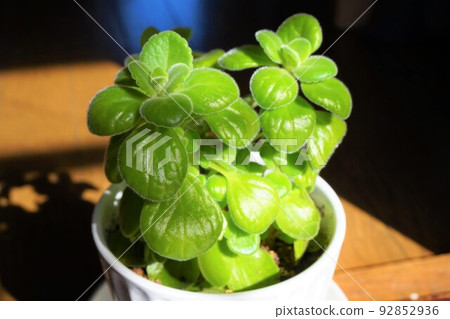 Aromaticus Aromatics Cuban Oregano 92852936