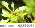 Rurichu ranges 92853069