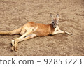 Red kangaroo 92853223
