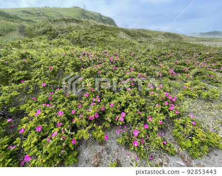 Hermanus colonies bloom on the coast of Hokkaido 92853443