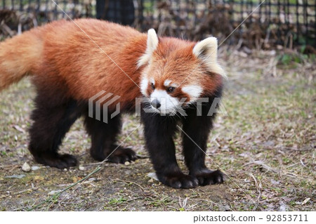 Lesser panda Lesser panda 92853711