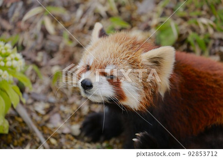 Lesser panda 92853712