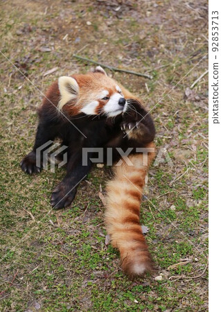 Lesser panda Lesser panda 92853713