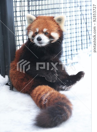 Lesser panda 92853727