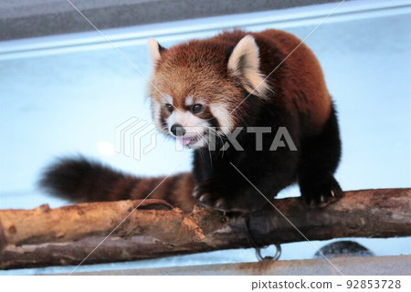 Lesser panda 92853728