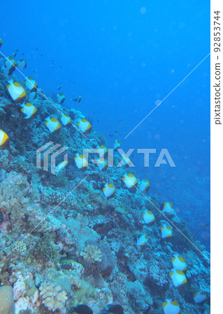 沖繩海的金字塔蝴蝶魚水下照片 92853744