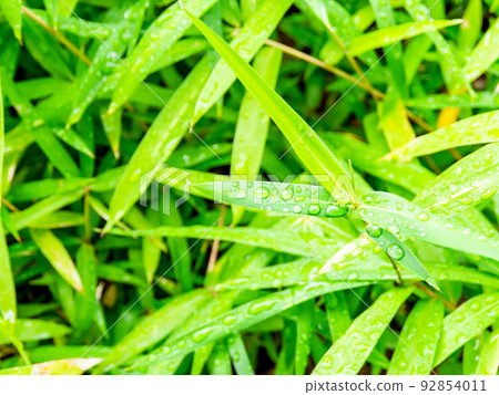 Scenery after the summer rain Drops remaining on the bamboo leaves Scenery after the summer rain Drops remaining on the bamboo leaves 92854011