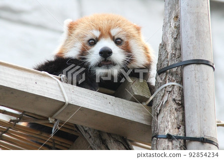 Lesser panda 92854234