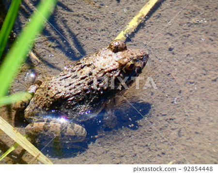 一隻青蛙 一隻青蛙 92854448