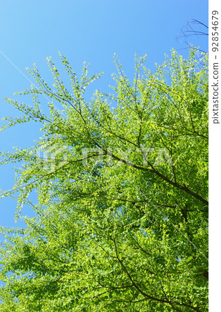 Wig's fresh green [blue sky background] 92854679