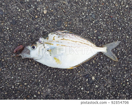 冬青釣魚 92854706