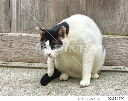 Mo, the Hachiware cat, pays attention while washing his face next to Mizukake Fudoson in Hozenji Yokocho Mo, the Hachiware cat, pays attention while washing his face next to Mizukake Fudoson in Hozenji Yokocho 92854791