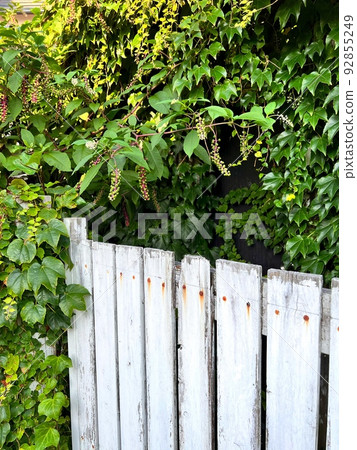 有木門和植物的景觀,西式大門和牆壁纏繞著常春藤、綠色植物和白色柵欄 有木門和植物的景觀,西式大門和牆壁纏繞著常春藤、綠色植物和白色柵欄 92855249